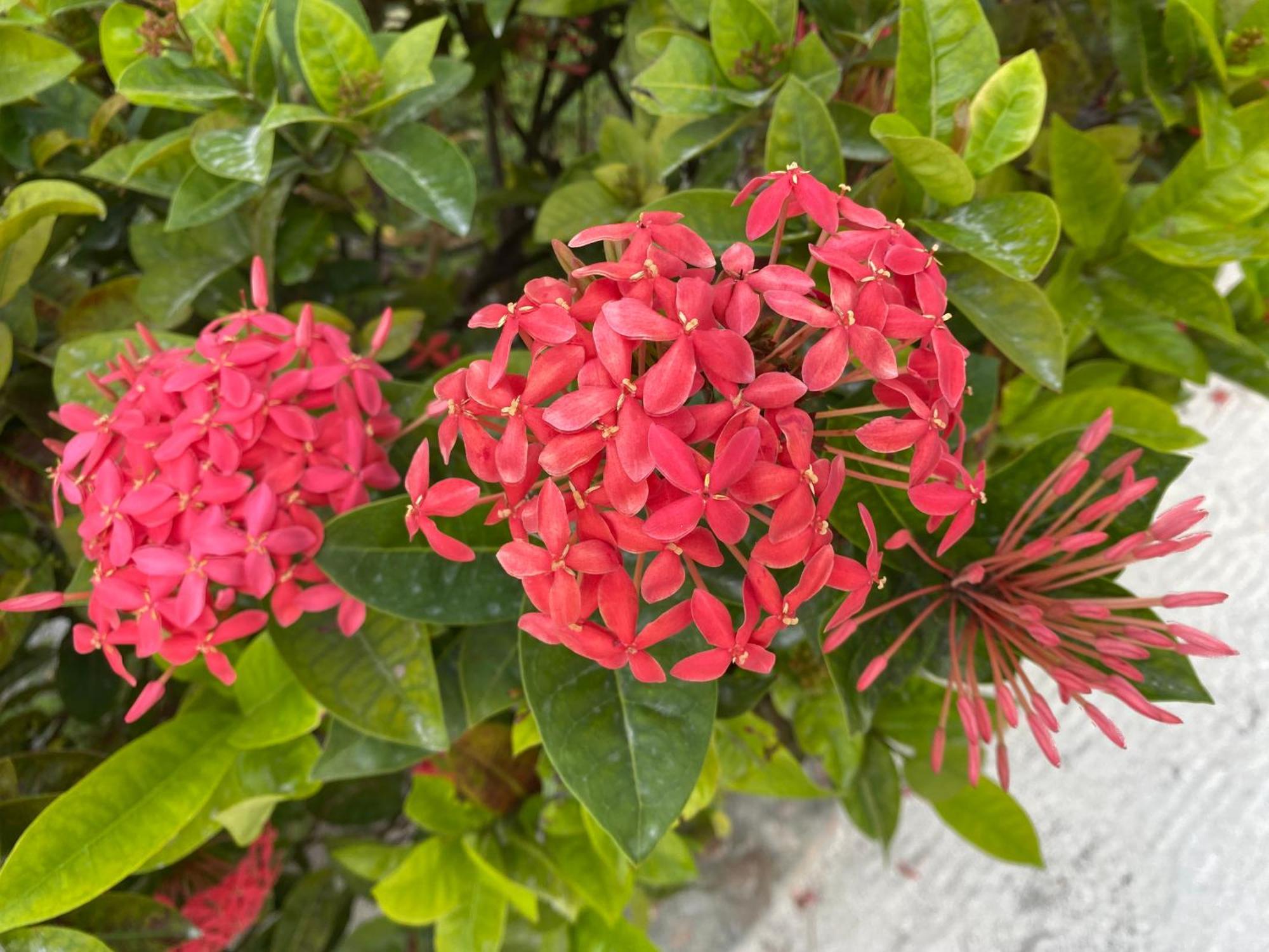 St. George'S Caye Resort Kota Belize Bagian luar foto