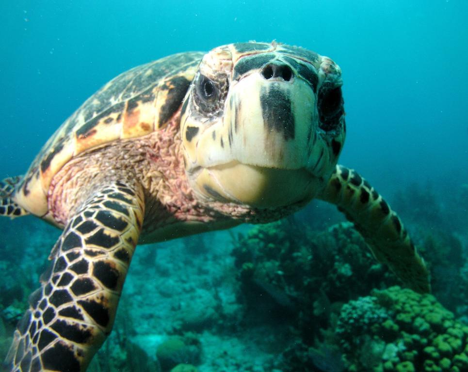 St. George'S Caye Resort Kota Belize Bagian luar foto